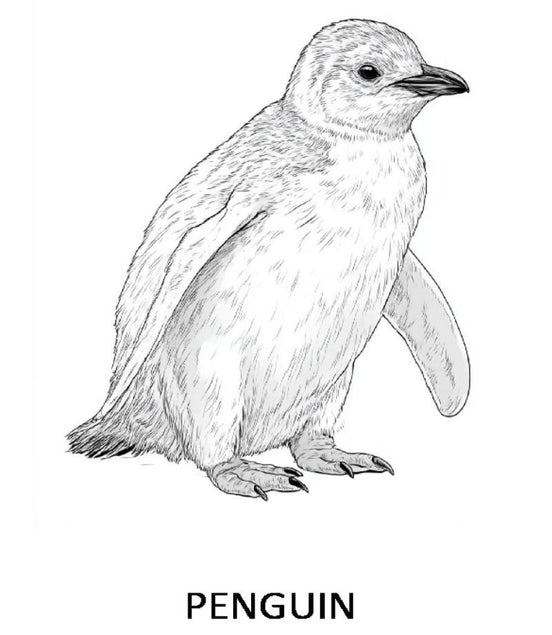 I LUV Bird-Watching: I LUV EZ Coloring Book