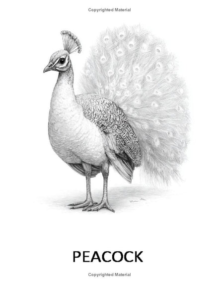 I LUV Bird-Watching: I LUV EZ Coloring Book