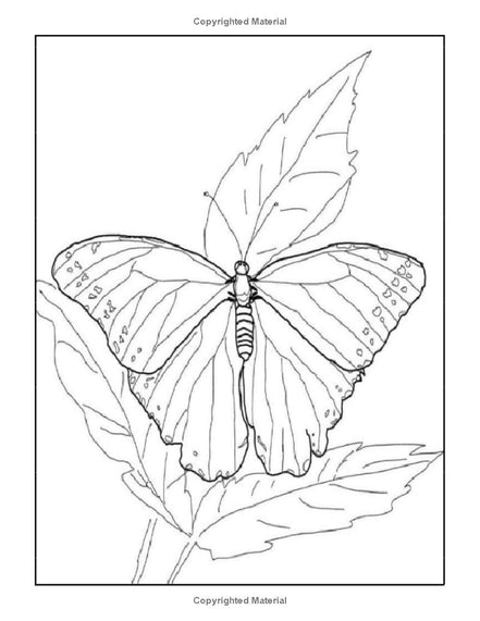Butterflies: I LUV EZ Coloring Book