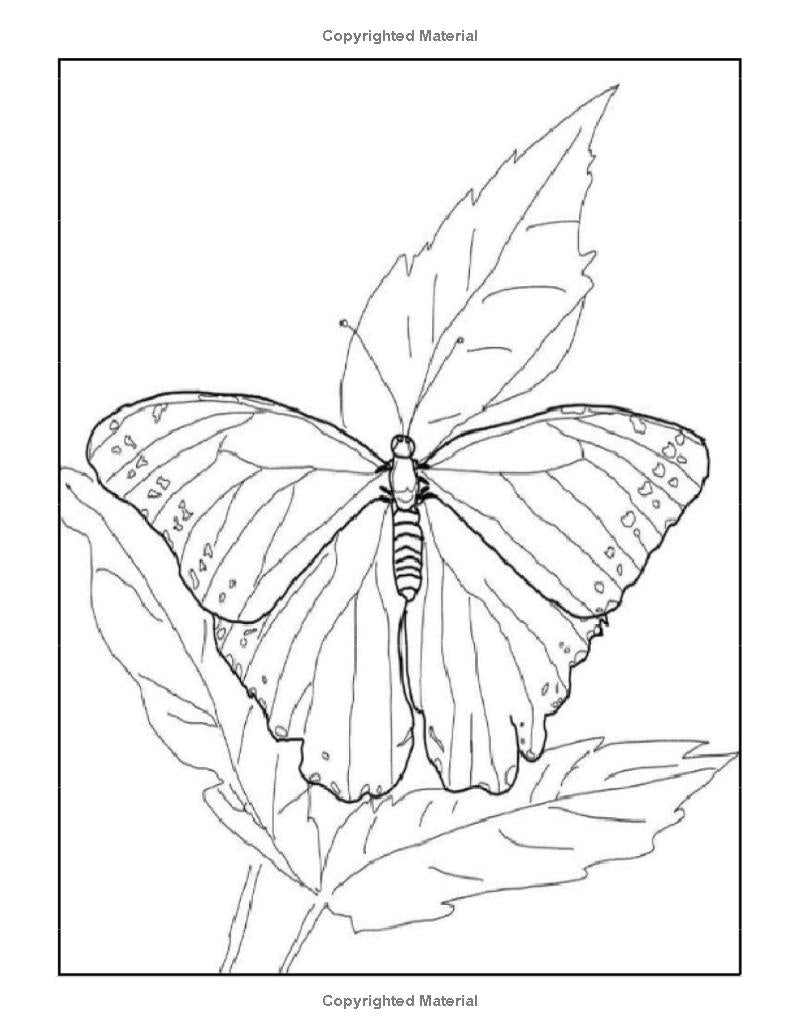 Butterflies: I LUV EZ Coloring Book